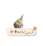 オカメインコこはくちゃん【春】吹き出し（個別スタンプ：7）