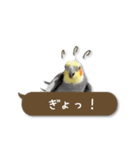 オカメインコこはくちゃん【春】吹き出し（個別スタンプ：20）