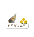 オカメインコこはくちゃん【春】吹き出し（個別スタンプ：24）