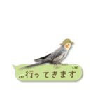 オカメインコこはくちゃん【春】吹き出し（個別スタンプ：25）