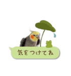 オカメインコこはくちゃん【春】吹き出し（個別スタンプ：26）