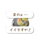 オカメインコこはくちゃん【春】吹き出し（個別スタンプ：29）