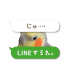 オカメインコこはくちゃん【春】吹き出し（個別スタンプ：32）