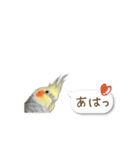 オカメインコこはくちゃん【春】吹き出し（個別スタンプ：35）