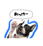 ボストンテリア ゆいまるとらむ（個別スタンプ：5）