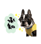 ボストンテリア ゆいまるとらむ（個別スタンプ：6）