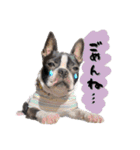 ボストンテリア ゆいまるとらむ（個別スタンプ：8）