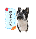 ボストンテリア ゆいまるとらむ（個別スタンプ：9）