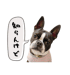 ボストンテリア ゆいまるとらむ（個別スタンプ：10）
