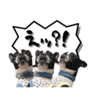 ボストンテリア ゆいまるとらむ（個別スタンプ：15）