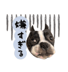 ボストンテリア ゆいまるとらむ（個別スタンプ：17）