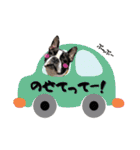 ボストンテリア ゆいまるとらむ（個別スタンプ：19）