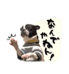 ボストンテリア ゆいまるとらむ（個別スタンプ：21）