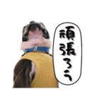 ボストンテリア ゆいまるとらむ（個別スタンプ：23）