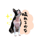 ボストンテリア ゆいまるとらむ（個別スタンプ：24）