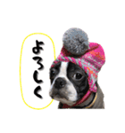 ボストンテリア ゆいまるとらむ（個別スタンプ：26）