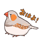 ぷうぷうキンカチョウ（個別スタンプ：1）