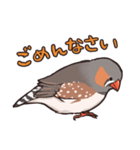 ぷうぷうキンカチョウ（個別スタンプ：7）