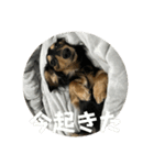 るいのまる（個別スタンプ：1）