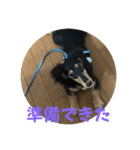るいのまる（個別スタンプ：5）