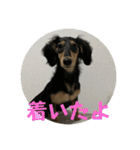 るいのまる（個別スタンプ：7）