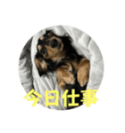 るいのまる（個別スタンプ：11）