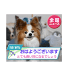 ぱぴぱぴパピヨン108（個別スタンプ：1）