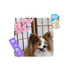 ぱぴぱぴパピヨン108（個別スタンプ：10）