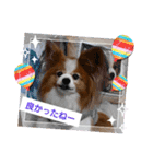 ぱぴぱぴパピヨン108（個別スタンプ：11）