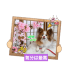 ぱぴぱぴパピヨン108（個別スタンプ：12）