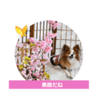 ぱぴぱぴパピヨン108（個別スタンプ：17）