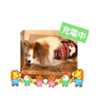 ぱぴぱぴパピヨン108（個別スタンプ：23）