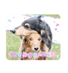 みんなでダックス（個別スタンプ：3）