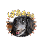 みんなでダックス（個別スタンプ：6）