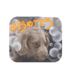 みんなでダックス（個別スタンプ：9）
