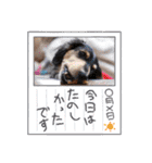 みんなでダックス（個別スタンプ：10）