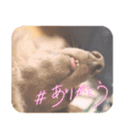 みんなでダックス（個別スタンプ：12）