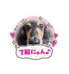 みんなでダックス（個別スタンプ：13）