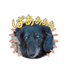 みんなでダックス（個別スタンプ：14）