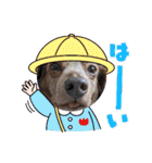 みんなでダックス（個別スタンプ：17）