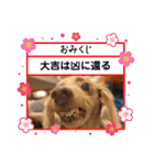 みんなでダックス（個別スタンプ：25）
