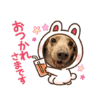 みんなでダックス（個別スタンプ：31）