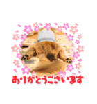みんなでダックス（個別スタンプ：33）