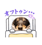 みんなでダックス（個別スタンプ：34）