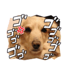 みんなでダックス（個別スタンプ：37）