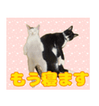 保護猫ムサシのスタンプ 第2弾！（個別スタンプ：8）