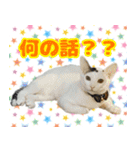 保護猫ムサシのスタンプ 第2弾！（個別スタンプ：22）