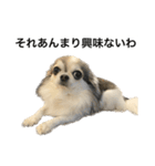 再び喋るおちち（個別スタンプ：13）