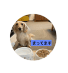 ごはんを待つミニチュアダックスフント（個別スタンプ：2）