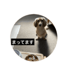 ごはんを待つミニチュアダックスフント（個別スタンプ：3）